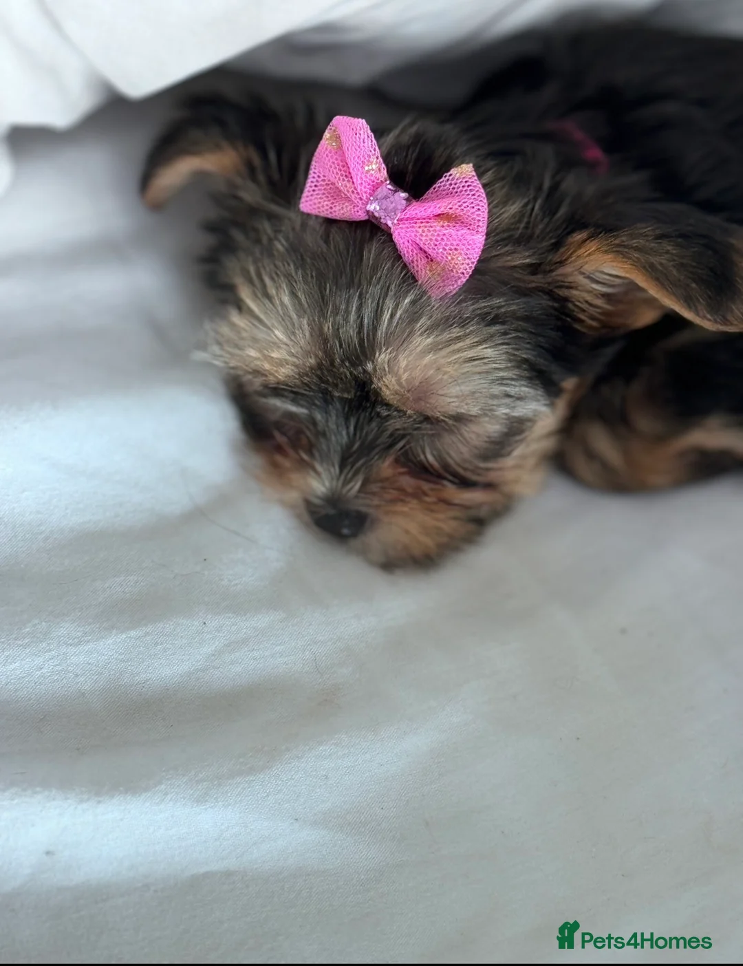 Yorkshire Terrier dogs for sale:  Yorkshire Terrier Puppies  - Advert 23