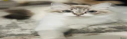 Ragdoll cats for sale: Beautiful Ragdoll Female – Blue Lynx Point - Advert 6