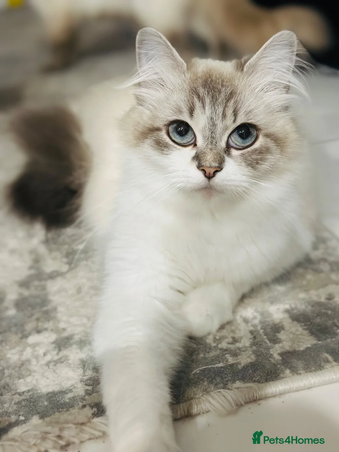 Ragdoll cats for sale: Beautiful Ragdoll Female – Blue Lynx Point - Advert 6