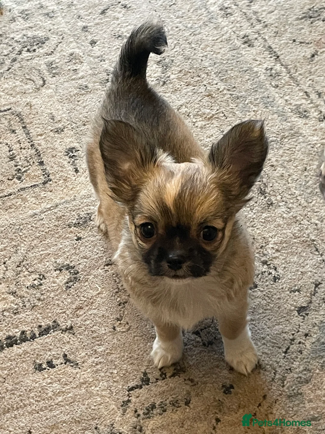 Chihuahua dogs for sale: Chihuahua long coat female puppies  - Advert 5
