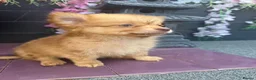 Pomchi dogs for sale: Two beautiful playful well socialised boys  - Advert 5