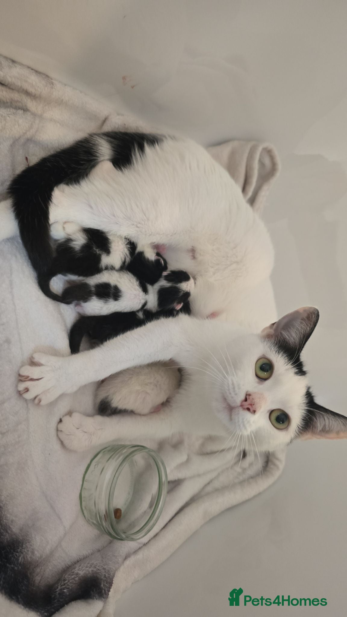 Domestic Shorthair cats Tuxedo kittens  - Advert 11
