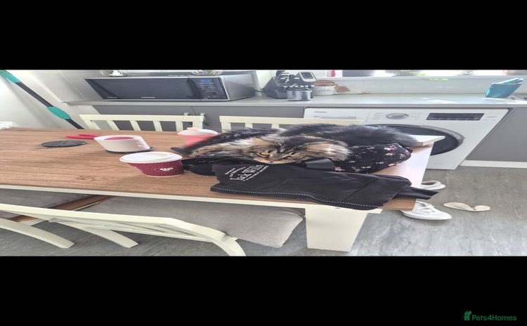 Maine Coon cats - Advert 2