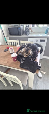 Maine Coon cats - Advert 2