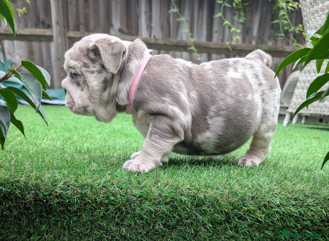 English Bulldog dogs for sale: English Bulldog Puppies  - Advert 7