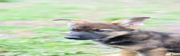 German Shepherd dogs for sale: Shorthaired German Shepherd  - Advert 26