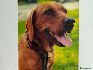 Labrador Retriever dogs Gorgeous Fox Red Labrador Puppies. - Advert 4