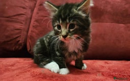 Mixed Breed cats for sale: adorable kittens are looking for a new home - Image 8