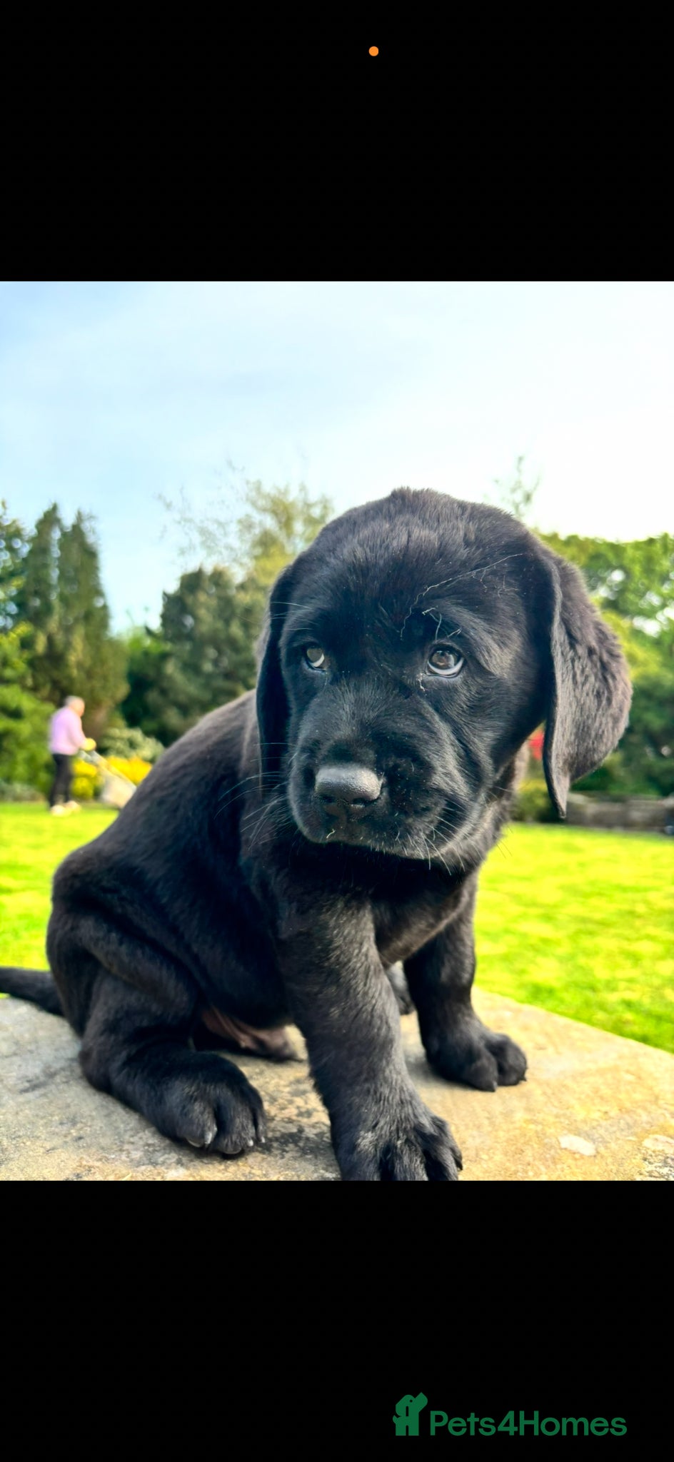 Labrador Retriever dogs True Show Line Chunky Labrador Puppies  - Advert 4