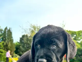 Labrador Retriever dogs True Show Line Chunky Labrador Puppies - Advert 4