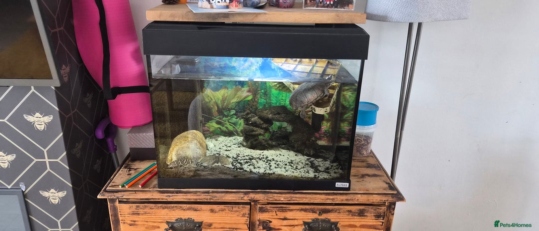 Terrapin reptiles for sale: Musk turtle to good home - Image 7