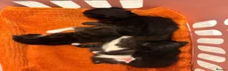 Mixed Breed cats for sale: 3 little kittens for sale adorable ready to go  - Advert 2
