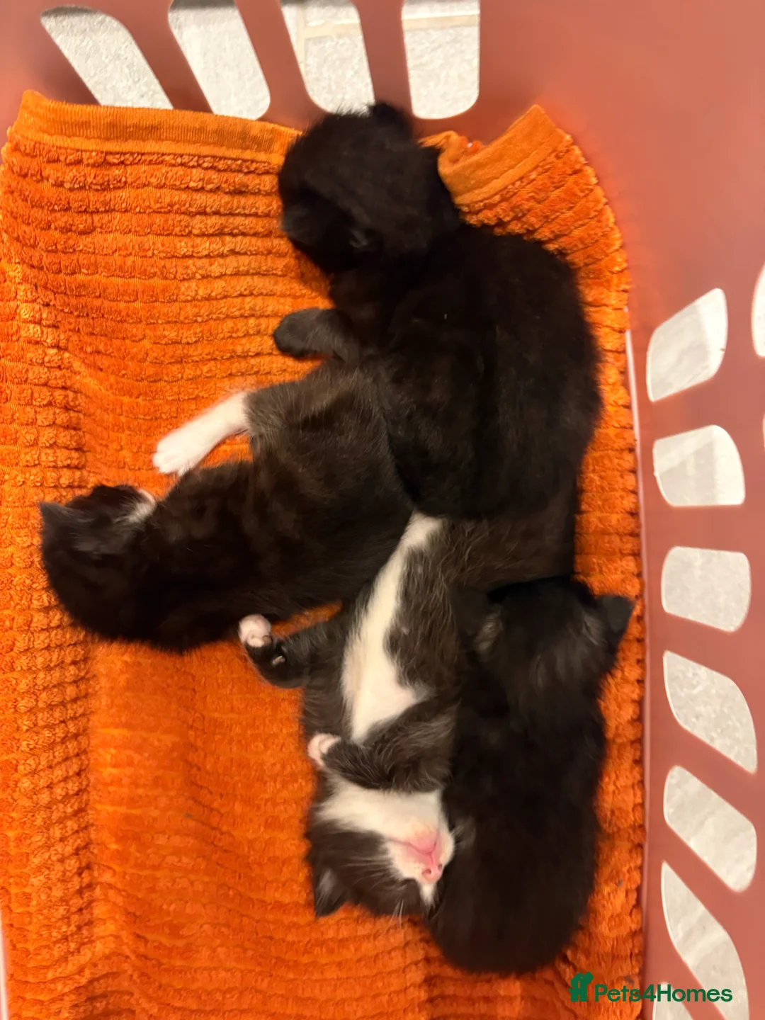 Mixed Breed cats for sale: 3 little kittens for sale adorable ready to go  - Advert 2
