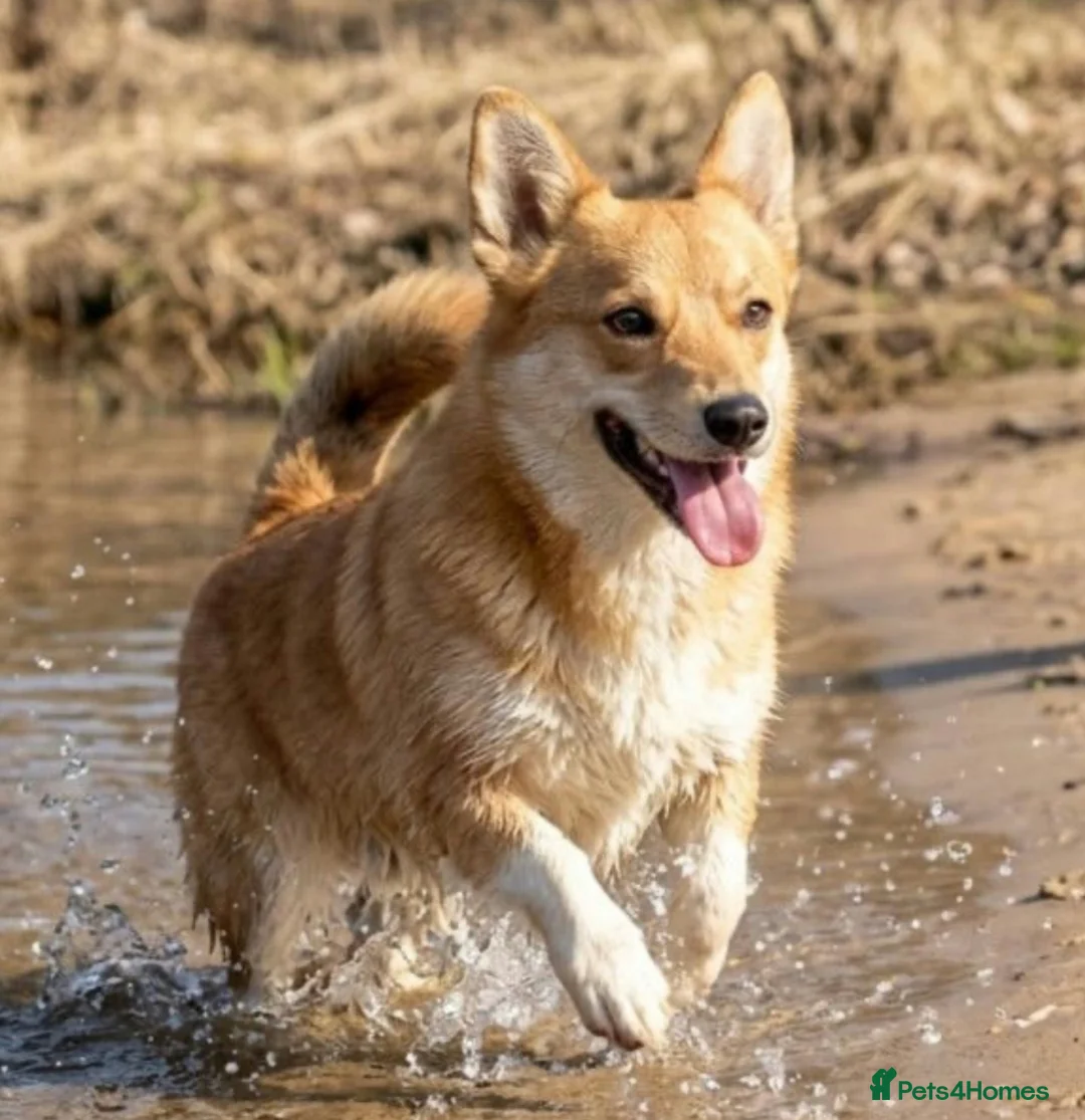Welsh Corgi Pembroke dogs for adoption: 🐾 ZHANETTE – Female Corgi 🐾 in West Malling - Advert 2
