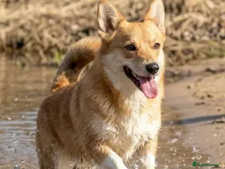 Welsh Corgi Pembroke dogs 🐾 ZHANETTE – Female Corgi 🐾 - Advert 17