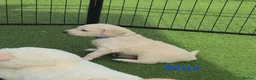 Double Doodle dogs for sale: Double Doodle Puppies (Hypoallergenic) - Advert 14