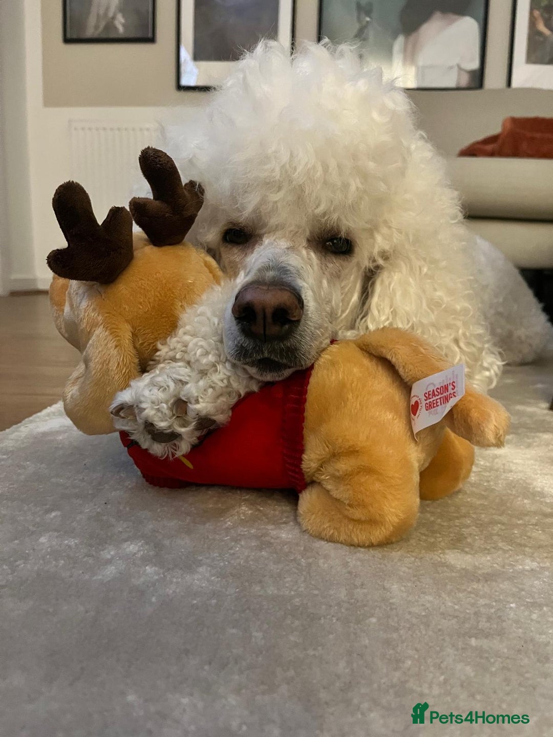 Bernedoodle dogs for sale: Exceptional F1 Bernedoodle Puppies - Advert 29