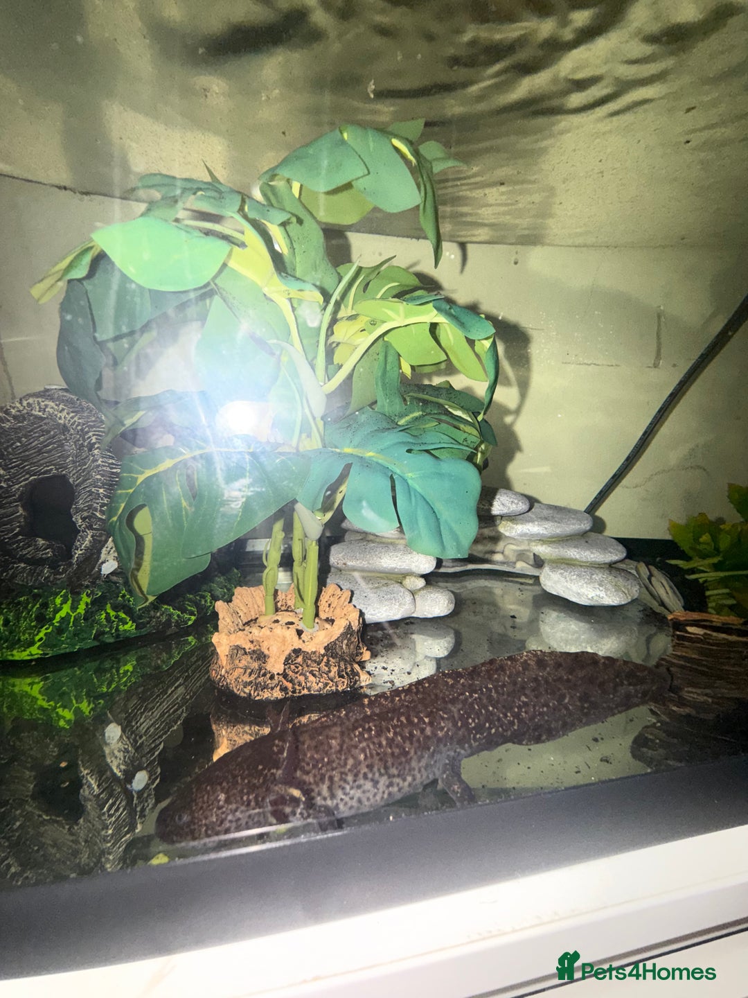 Axolotl reptiles for sale: 2 axolotls for sale along with full set up  - Advert 3