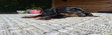 Miniature Dachshund 5