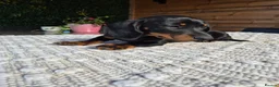 Miniature Dachshund dogs for sale: Miniature Dachshund.Fully vaccinated.Ready t leave - Advert 38