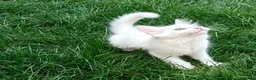 Mixed Breed cats for sale: Little cuties - Advert 11