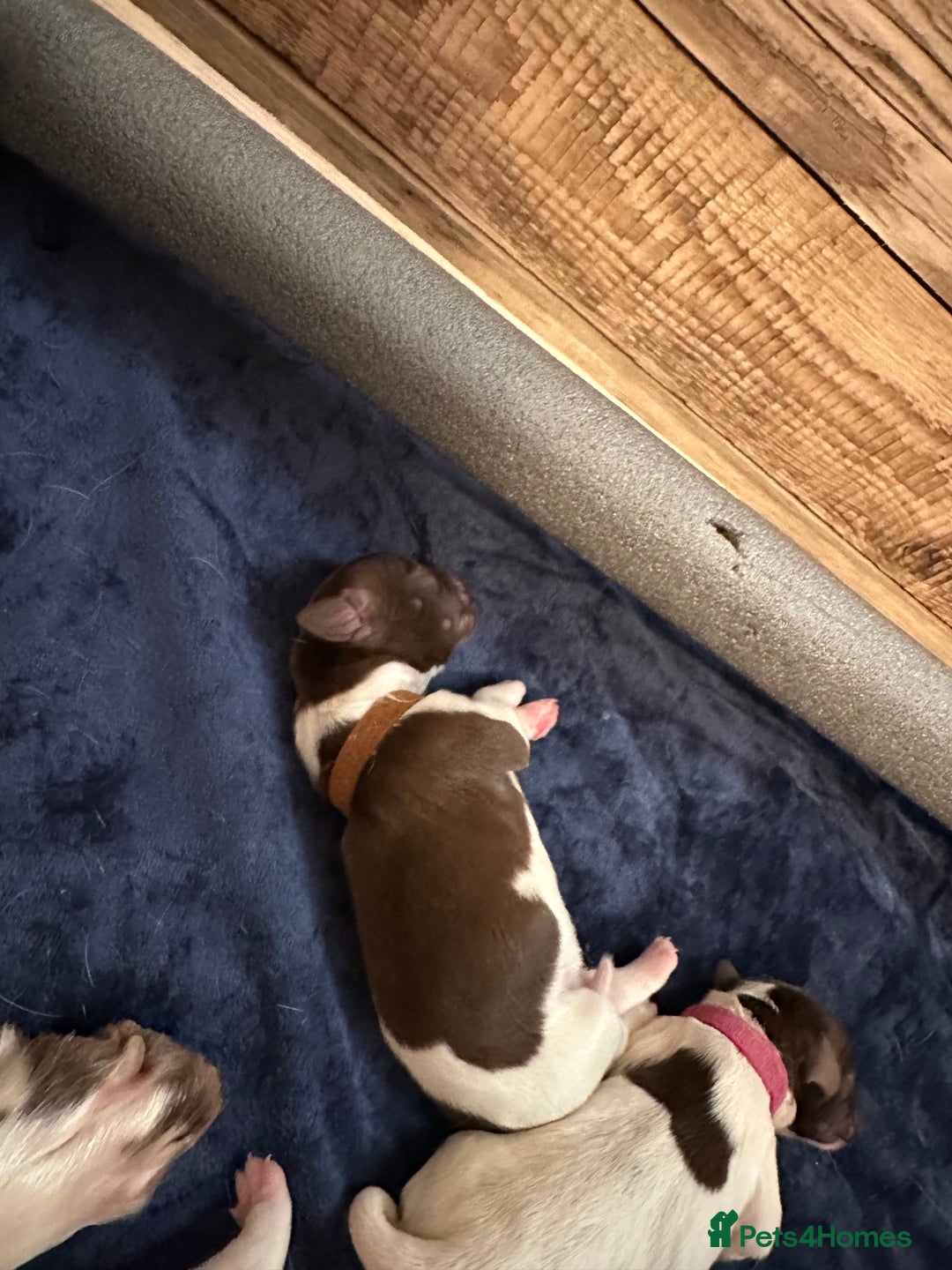 English Springer Spaniel dogs for sale: KC registered Springer Spainel  - Advert 19