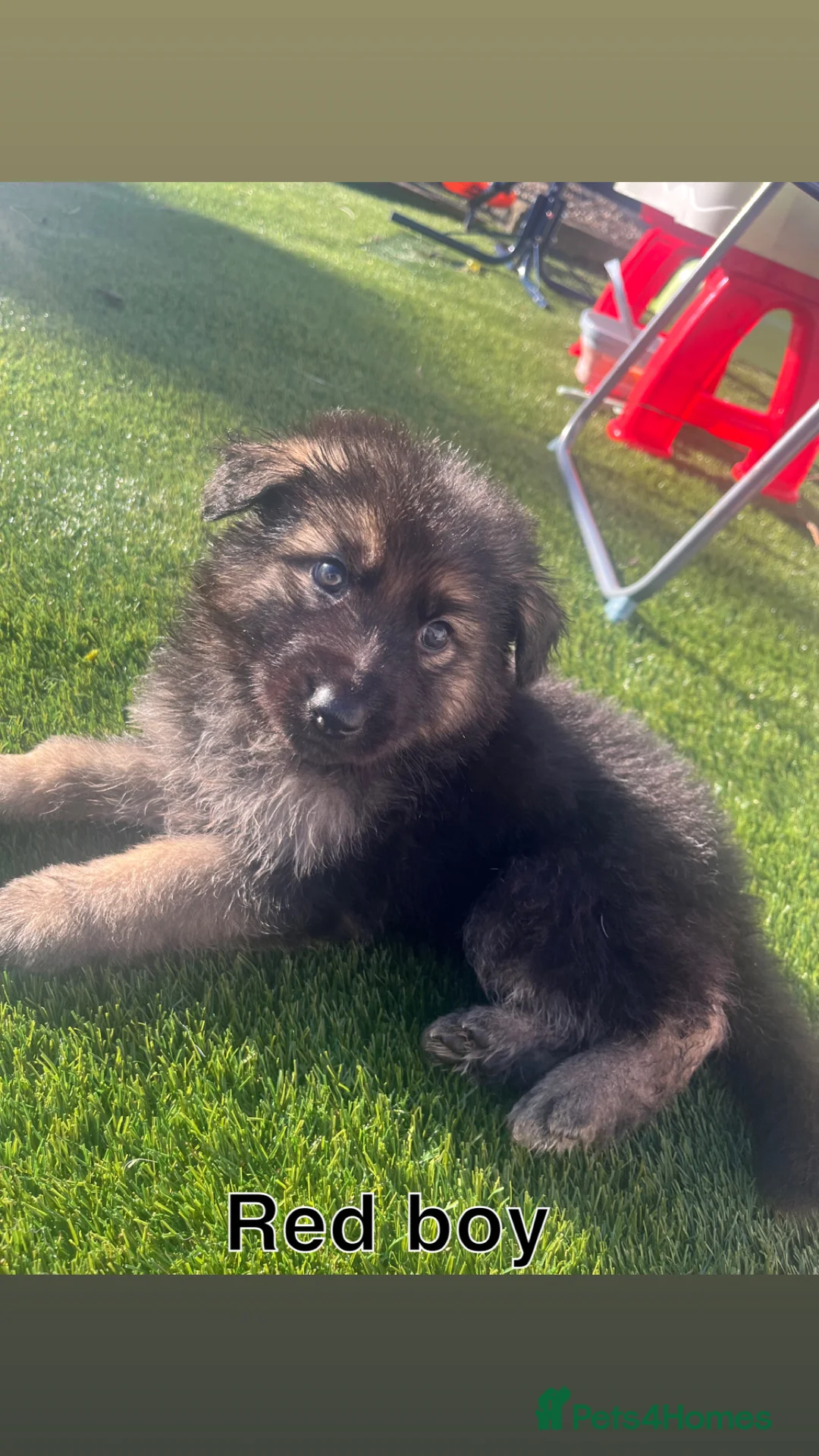 German Shepherd dogs for sale: Beautiful KC Reg Straight Back German Shepherds🐾 - Advert 22