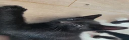 Mixed Breed cats for sale: 5 beautifull fluffy kittens for sale  - Advert 3