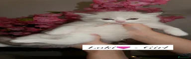 Loki🩷 - (Girl - pink collar) 