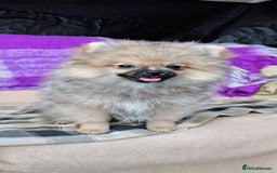 Pomeranian dogs for sale: Pom puppys with Kc reg , pedigree for sale in Taunton - Image 5