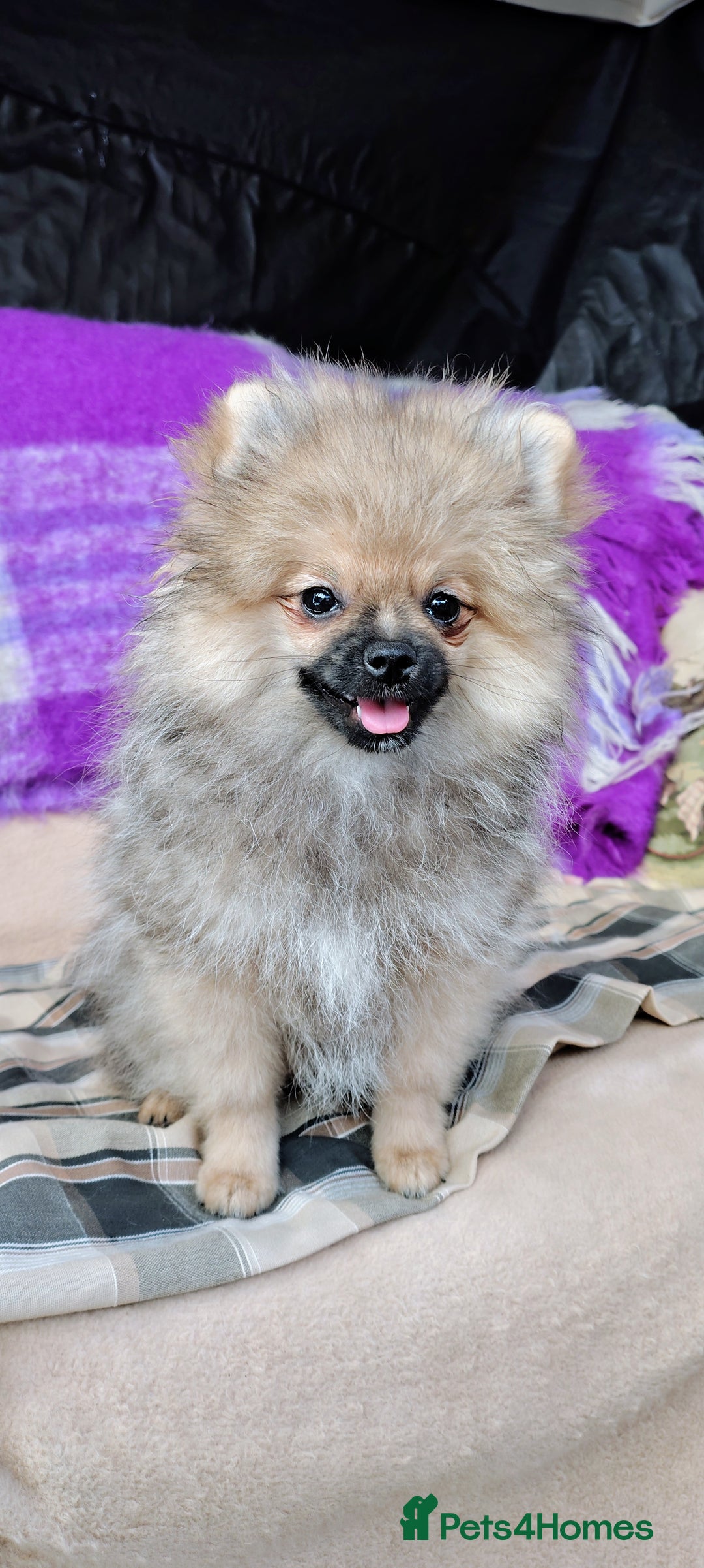 Pomeranian dogs for sale: Pom puppys with Kc reg , pedigree for sale in Taunton - Image 5
