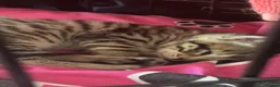 Mixed Breed cats for sale: Three female kittens  in Brierley Hill - Advert 6