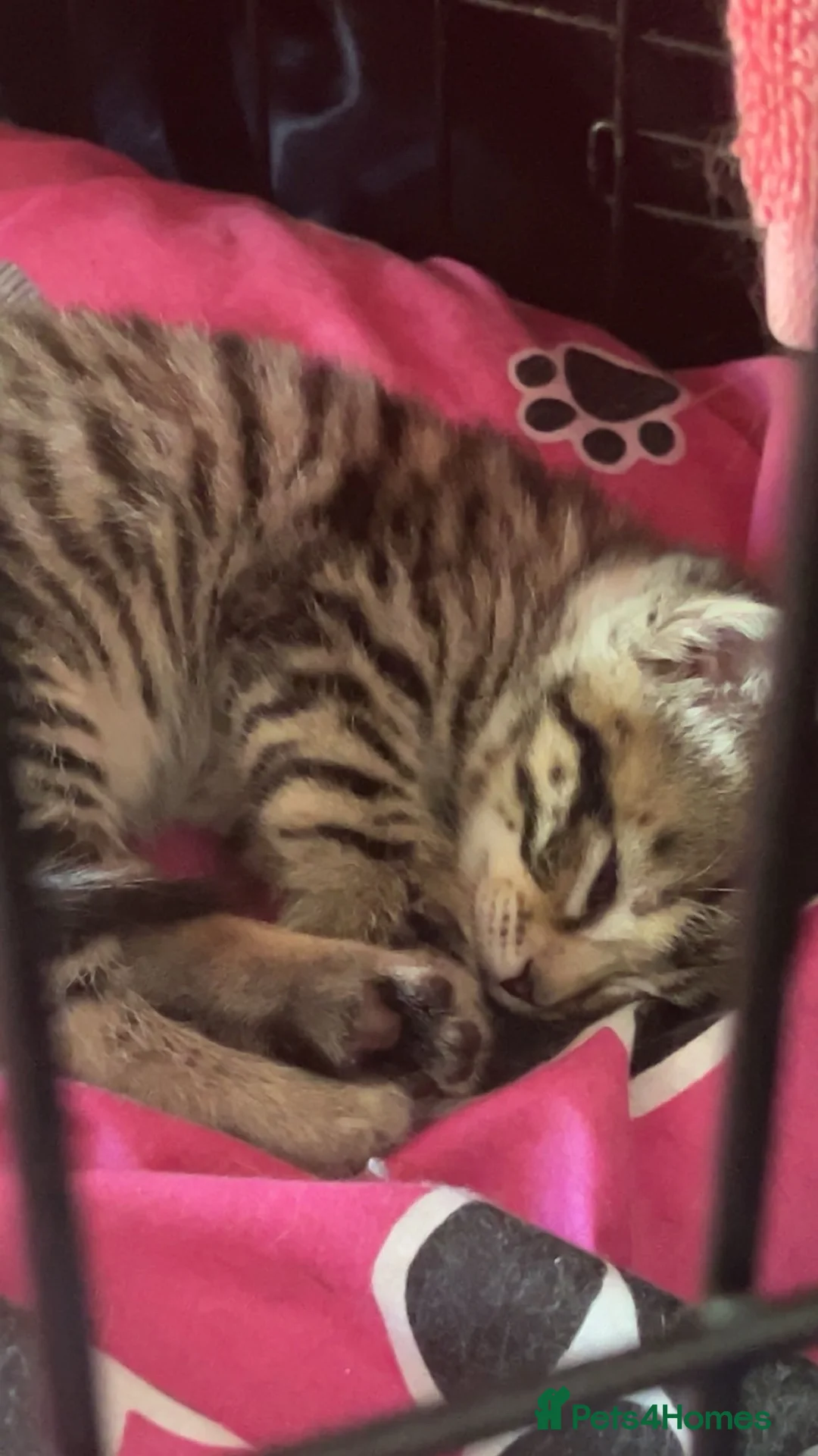 Mixed Breed cats for sale: Three female kittens  in Brierley Hill - Advert 6