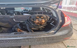 Rottweiler dogs for sale: Stunning Rottweiler Puppy - Image 4