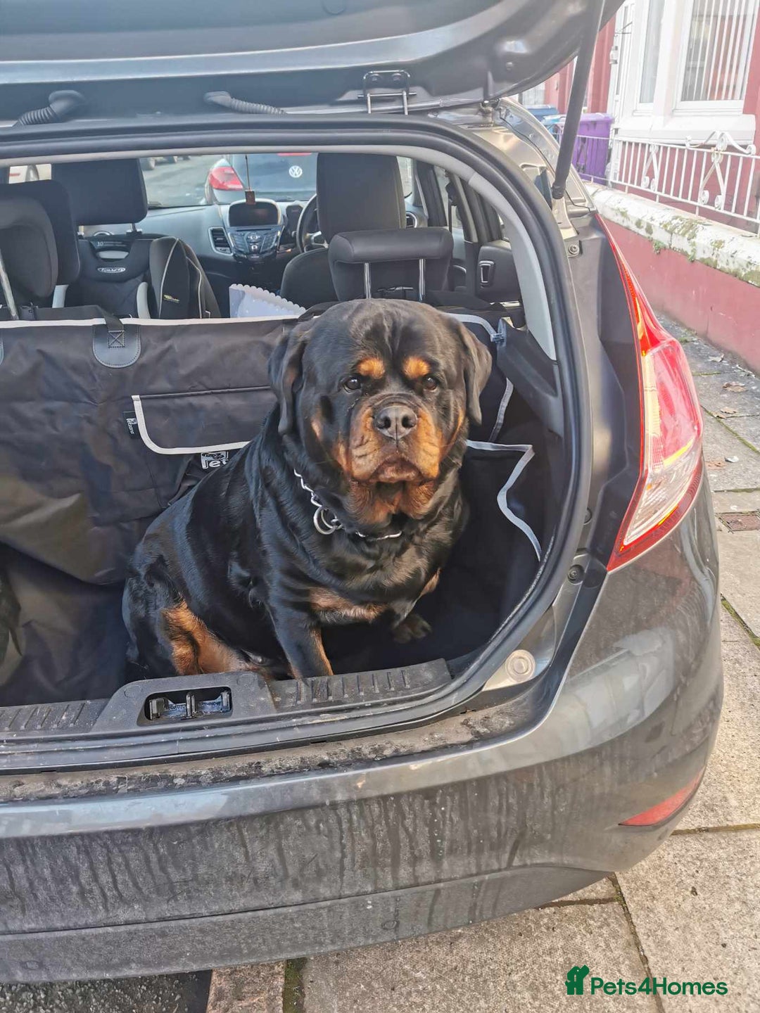 Rottweiler dogs for sale: Stunning Rottweiler Puppy - Image 4