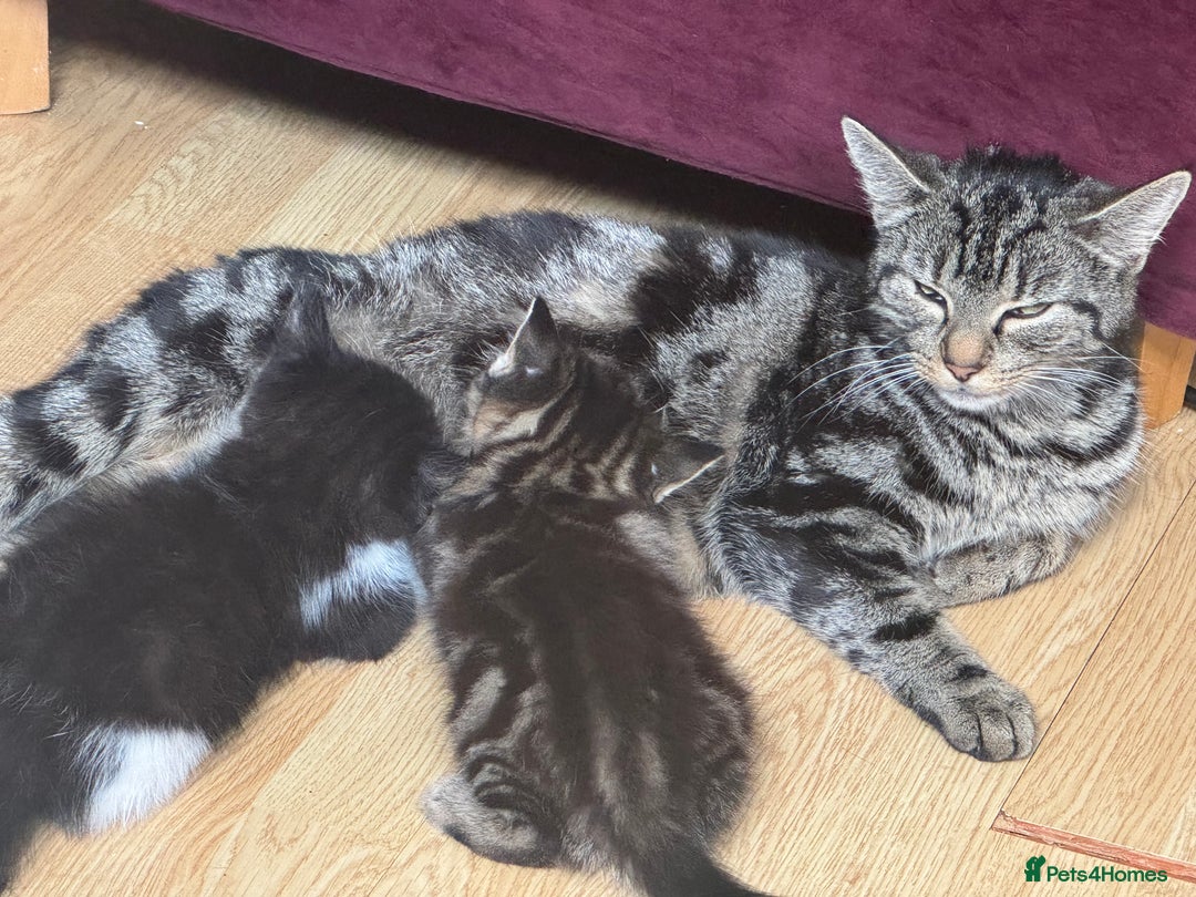 Domestic Shorthair cats for sale: Super sweet kittens - Image 6