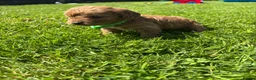 Cockapoo dogs for sale: Beautiful cockerpoo puppies - Advert 10