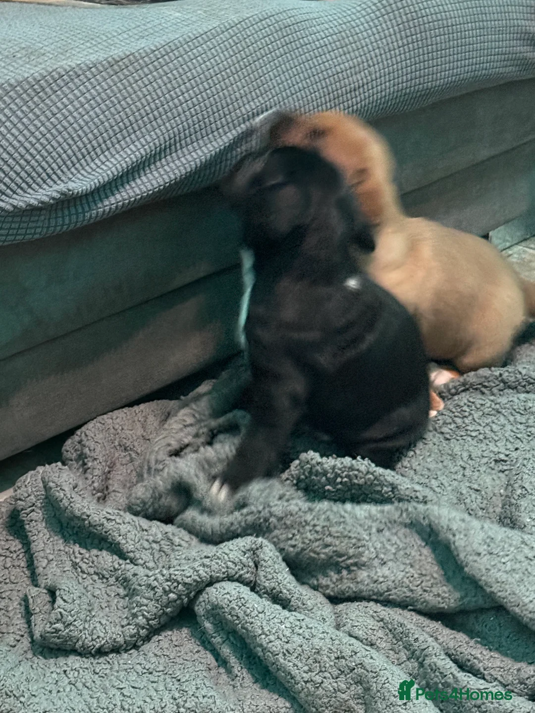 Mixed Breed dogs for sale: Chunky boys - Advert 16