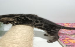 Bengal cats for sale: Pure Bengal kittens - Image 11