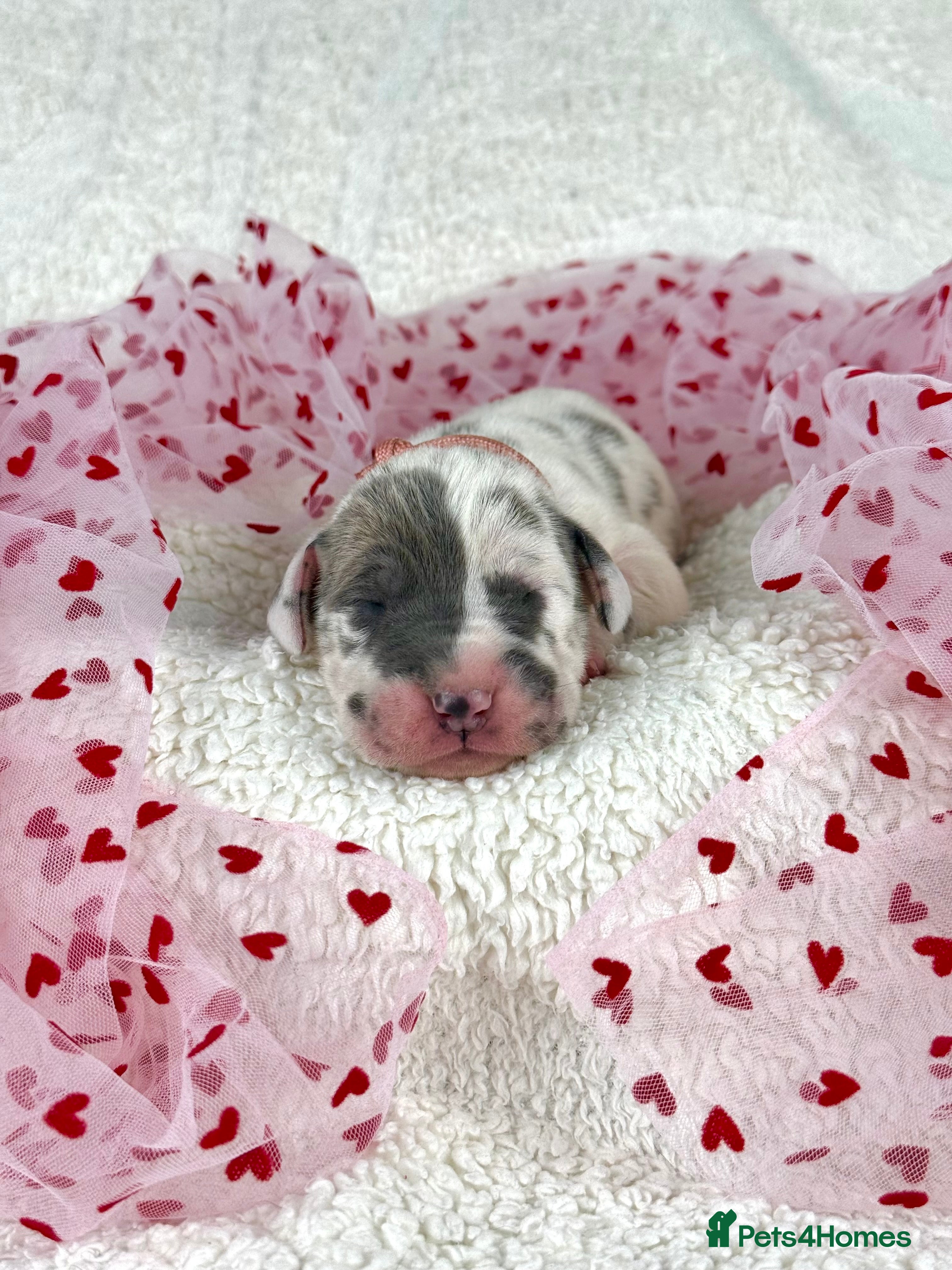 Great Dane dogs KC registered Great Dane puppies - Advert 1