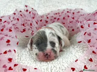 Great Dane dogs KC registered Great Dane puppies - Advert 18