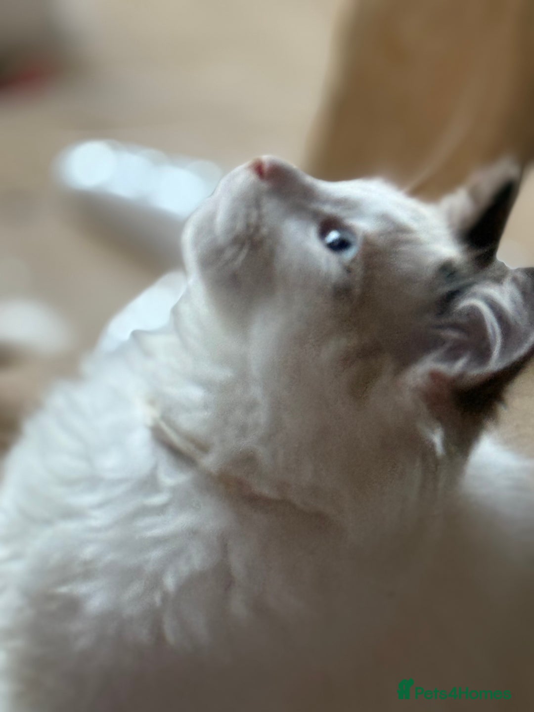 Ragdoll cats for sale: 💙🩷GCCF RAGDOLL KITTENS M&F 14WKS AWARD WINS 🥇 - Image 33
