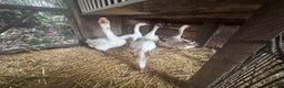 Geese poultry for sale: Nice tempered Geese x5  - Advert 7