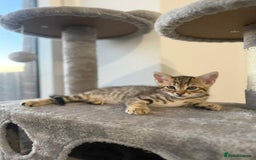 Bengal cats for sale: Half Bengal Kitten for Sale - Image 4