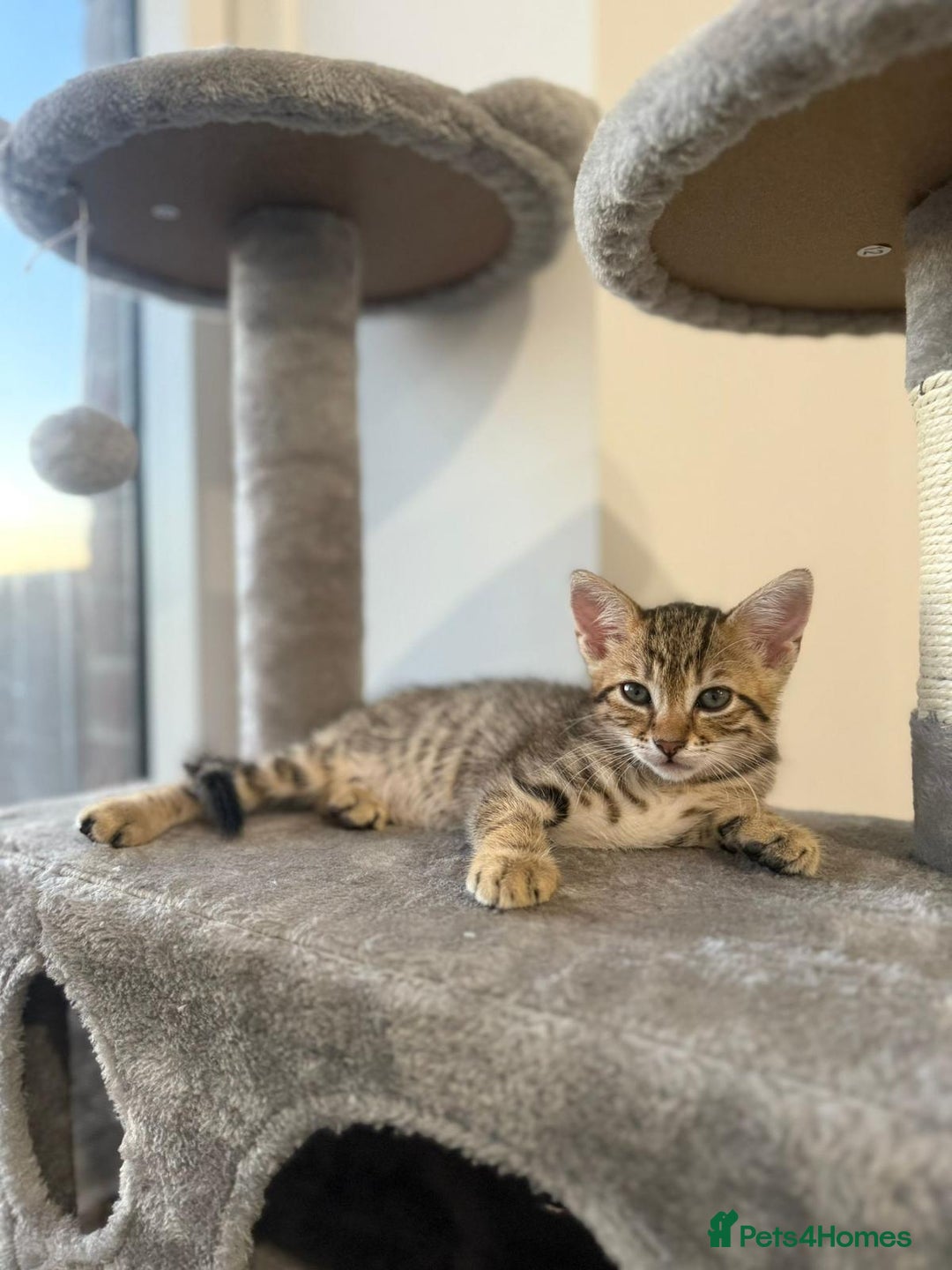 Bengal cats for sale: Half Bengal Kitten for Sale - Image 4