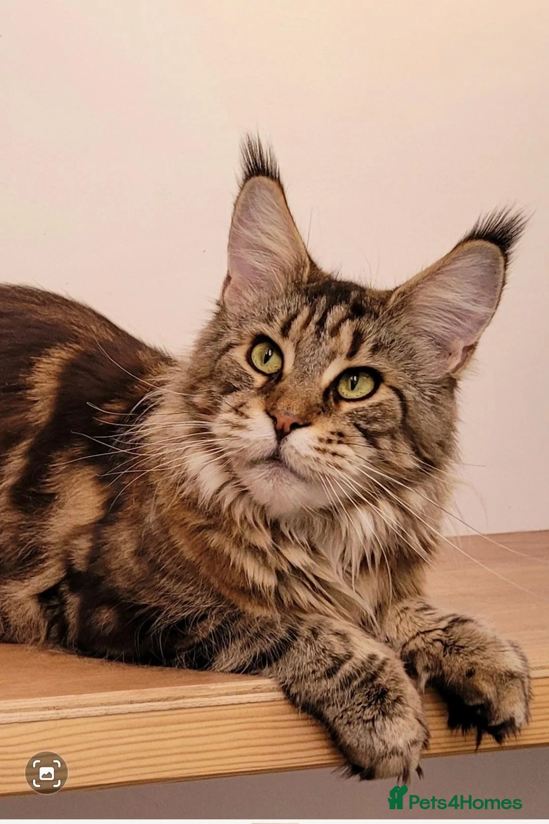 Maine Coon cats for sale: Adult Maine Coon female - Advert 2
