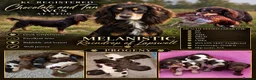 Cocker Spaniel dogs for stud: Quality WCS, fully health tested - Advert 1