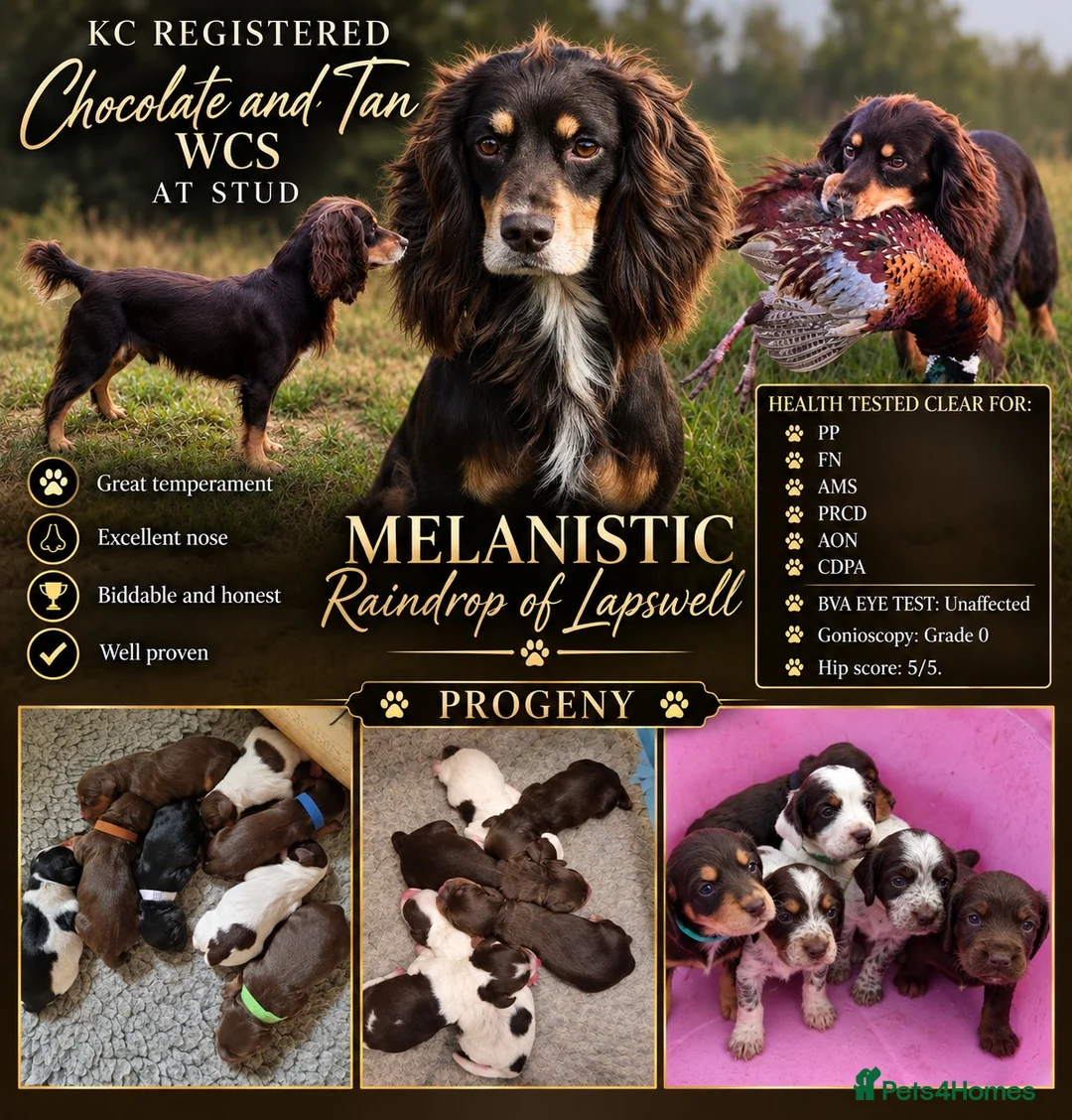 Cocker Spaniel dogs for stud: Quality WCS, fully health tested - Advert 1