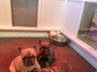 French Bulldog dogs 4 Beautiful Girl Frenchie's - Advert 8