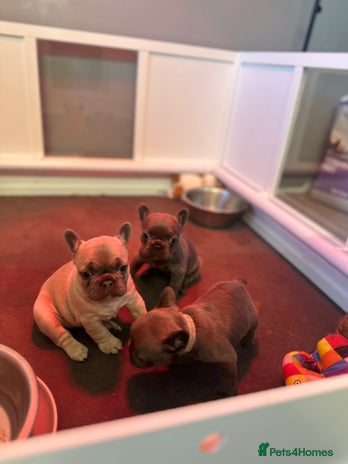 French Bulldog dogs 4 Beautiful Girl Frenchie's - Advert 10